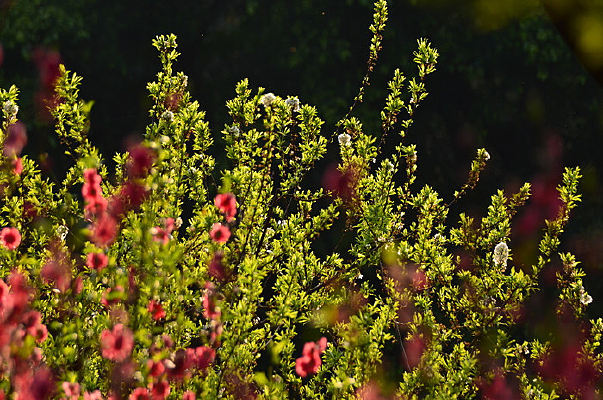 ��Ҷ��ҶҶ��