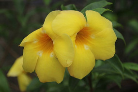 ��ȫʢ���Ļƻ�