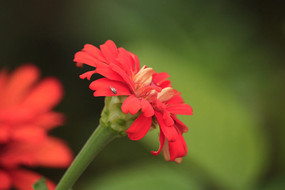 �����µĺ���ղݻ�