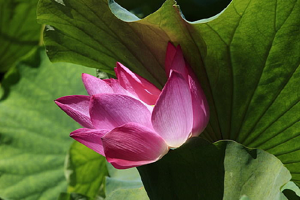 ������Ҷ�ӵ׵ĺɻ�