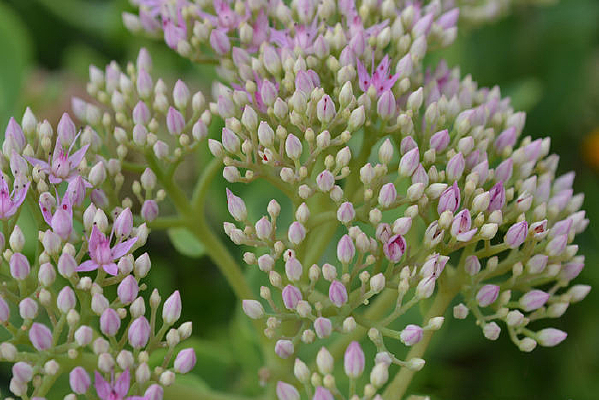 �����ǿ�