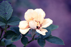 �׻��¼���