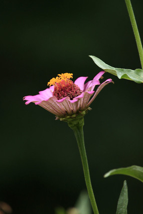 ����İ��ղ�