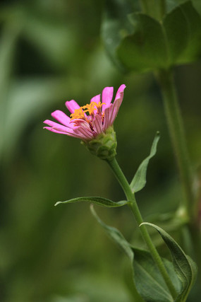 ����ķ۰��ղݻ�