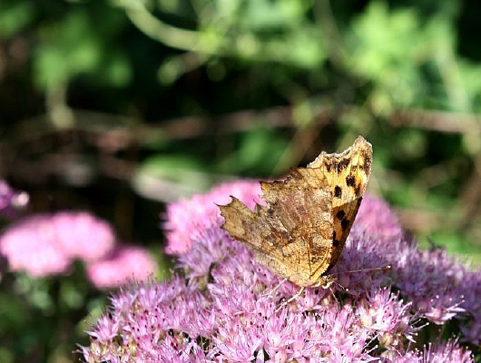 ��ֻ�ݺ���