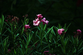 ��ɫ������