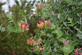 ��۵������̶���