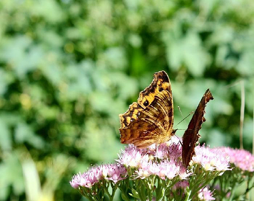 ��������˽��