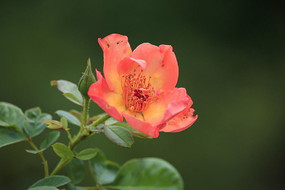 ��ɫ�¼���