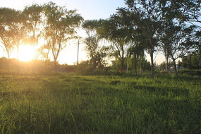 �����Ĳݵ�