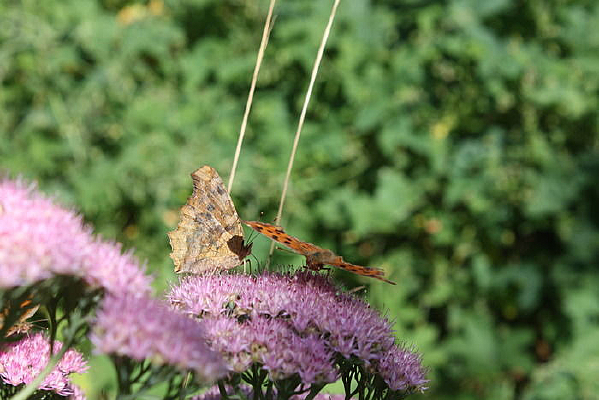 �����ĺ���