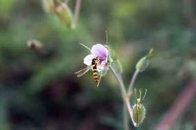 ������С�۷�