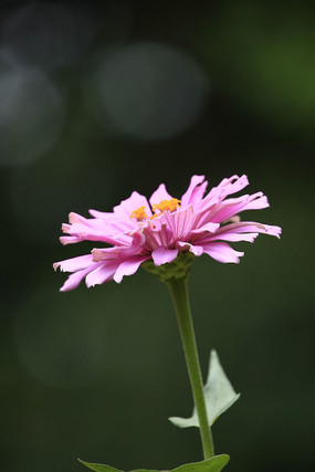 ǳ�۰��ղݻ�