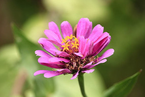 ʢ���ķ۰��ղݻ�