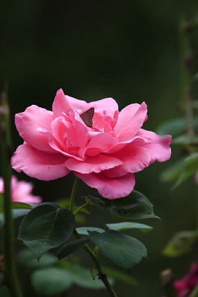 ʢ����ɫ���������¼���