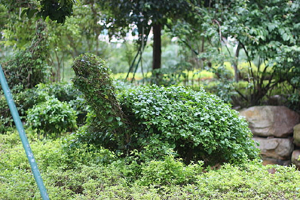 �ڹ�������ֲ