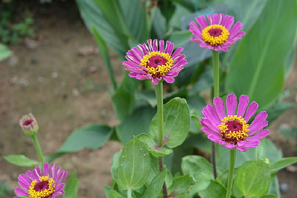 ��ɫ��Ұ�ջ�