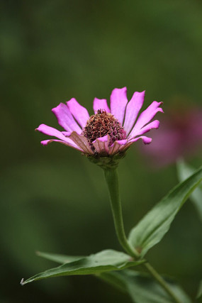 �뿪�ķ۰��ղ�