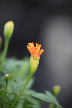 �뿪�Ľ�ɫЫ�Ӳݻ���