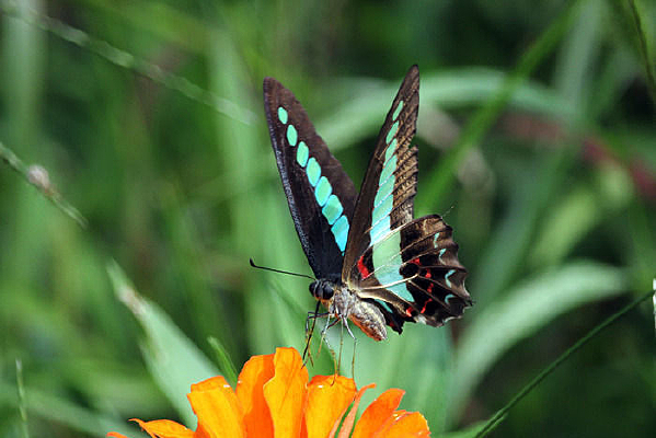 ��ɫ����