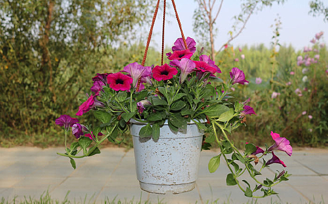 ���������ɫ��