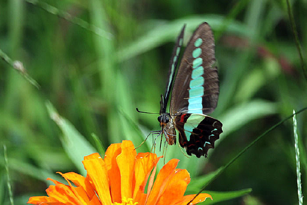 ���򻨵ĺ���