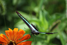 ���򻨶��ĺ���