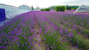 ��������������޹�²�