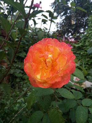 ��ɫ����