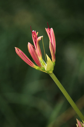 �˰�����