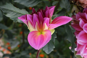 ���ŵĻ��仨��