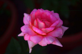 ��õ�廨��