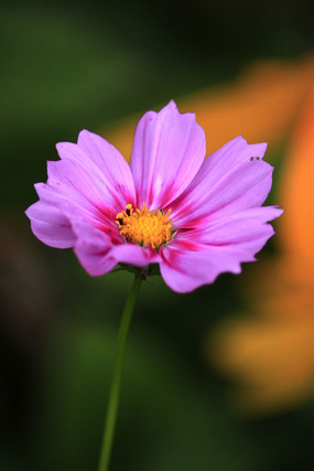 ��ɫ���޾ջ�