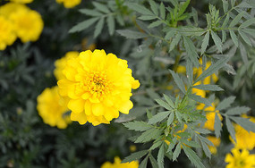 ��ɫ����