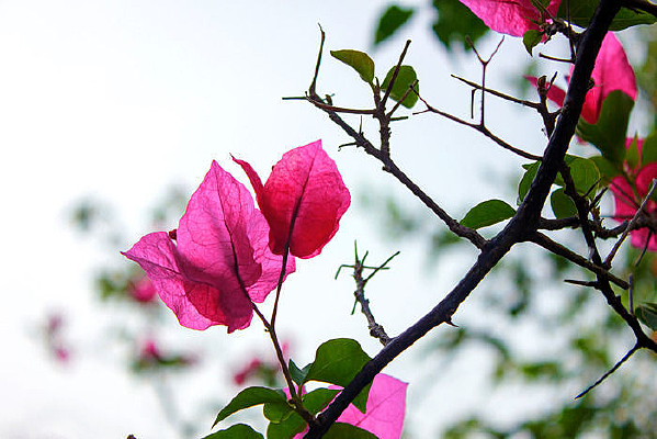 �նž黨��������