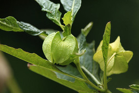 ��Ƥ������