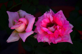 ��д����õ�廨����ͼƬ