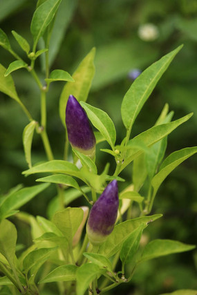 ��ɫС����