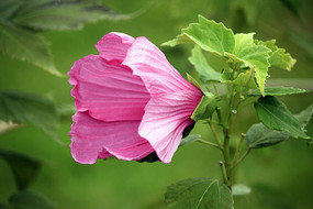 ����ķ������