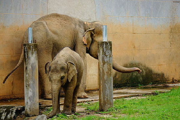 ����ĸ��