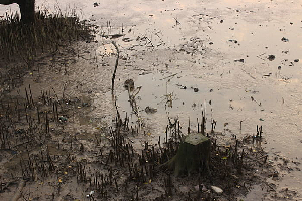 �ϵ�����׮