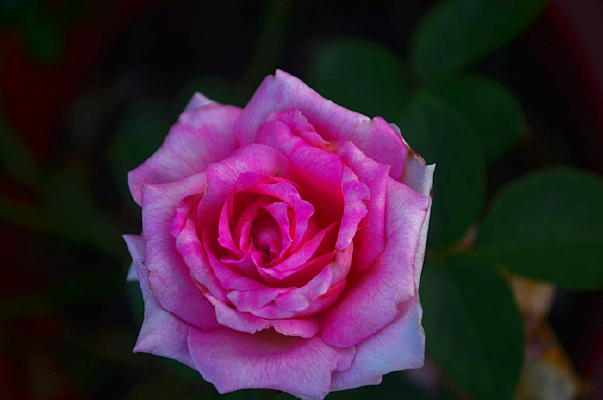 ����������õ�廨����