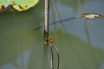 ���Ѹ����ͼ�ز�