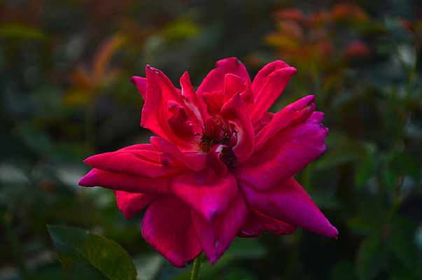 ��Ӱ��õ���ʻ�