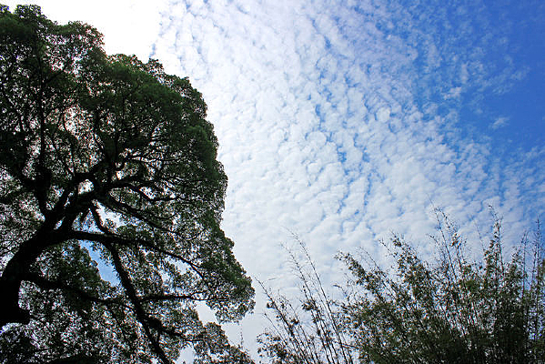 �����Ʋ�