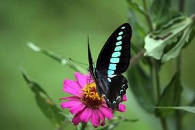 ��ɫ����