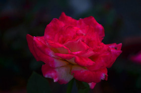 ���¼��ʻ���������ͼƬ