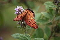 ��ɫ������