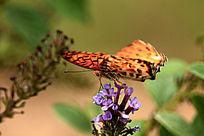 ��ɫ����