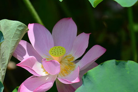 ������л�ĺɻ�